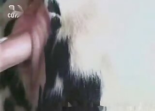 Impromptu animal fucking is just the greatest