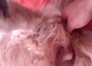 Giant toy gets to explore a dog's tight hole