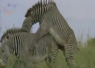 Kinky animals get freaky while still outdoors