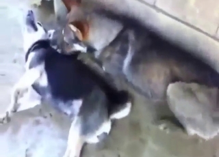 Dog fucking with sexy, horny animals outdoors