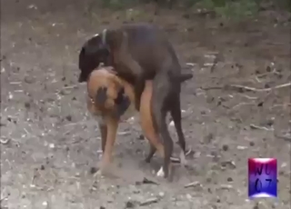 Outdoor dog fucking with sexy mutts freakin'