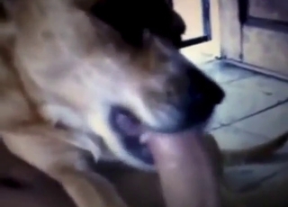 Outdoor zoo sex oral with a dog that sucks