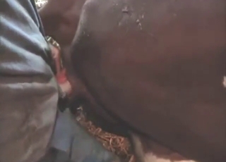 Bestiality sex with a sexy horse fucker gaping