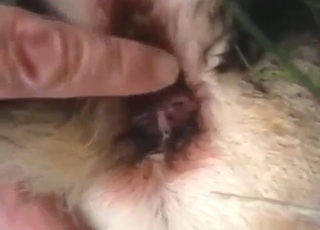 Animal showing off its nice penis outdoors