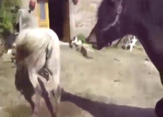 Guy horse fucking girl horse in an outdoor setting