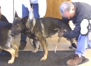 Hot zoophile jacking off a sexy mutt outdoors