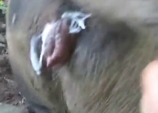 POV zoophile porn with a pig that has a wet cunt