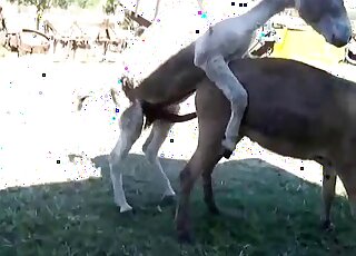 Two animals fucking like crazy outdoors