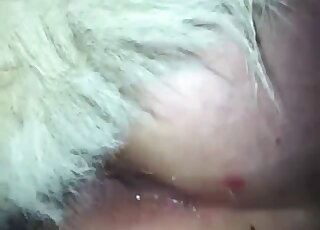 Filthy close-up dog bestiality porn XXX - porno animali all