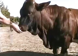 Outdoor fun with a really sexy-looking animal